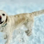 imgi_102_242571_75016ed300fc421194c6fd37c76f8100~mv2