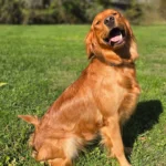 imgi_114_242571_f9202c98c7d242a0a5d4dfadc2a1f2cd~mv2