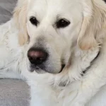 imgi_127_242571_c394db13d16241a0a1d55c02c3619665~mv2