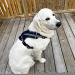 imgi_129_242571_385656cef00d4b3c9b47b6e2e759f017~mv2