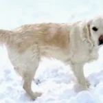 imgi_145_242571_a6fd18195db740e9becba5eba349d784~mv2