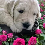 imgi_31_ee7bc4_cca90fb0b8f94d358440c55c59d013ba~mv2