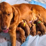 imgi_33_ee7bc4_0125a97485ec48eab78c89beea4fd1b8~mv2