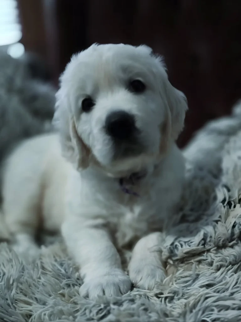 imgi_37_ee7bc4_a2d1415803994f1ca10dcb7e9ede5cf2~mv2