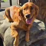 imgi_41_242571_1d2586f398ae428697b7c02633c30998~mv2