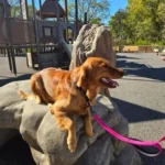 imgi_42_242571_d1773eedbf0e4d7db438587df656ca39~mv2