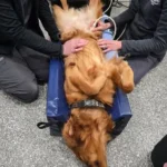 imgi_43_242571_8e9a83c1d9fe4069a53481252b40ee03~mv2