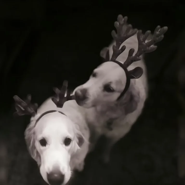 imgi_45_ee7bc4_ee2c28315fb94205ba0c19684e96b8ab~mv2