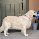 imgi_85_242571_6c250b900d3146de875476a3dd5ff818~mv2