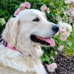 imgi_86_242571_a7b1e4a37cfa479788ff63ff343889a6~mv2