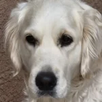 imgi_87_242571_1c4c459bae1347db96a127422afb0384~mv2