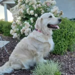 imgi_88_242571_5dee40b6f9334c7183f32943f96034e1~mv2