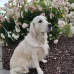 imgi_89_242571_0e53898bcdf947b0875e2bf07763dcb7~mv2