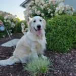 imgi_90_242571_45153f9d8e444d60aee4bfc4e8b7b35f~mv2